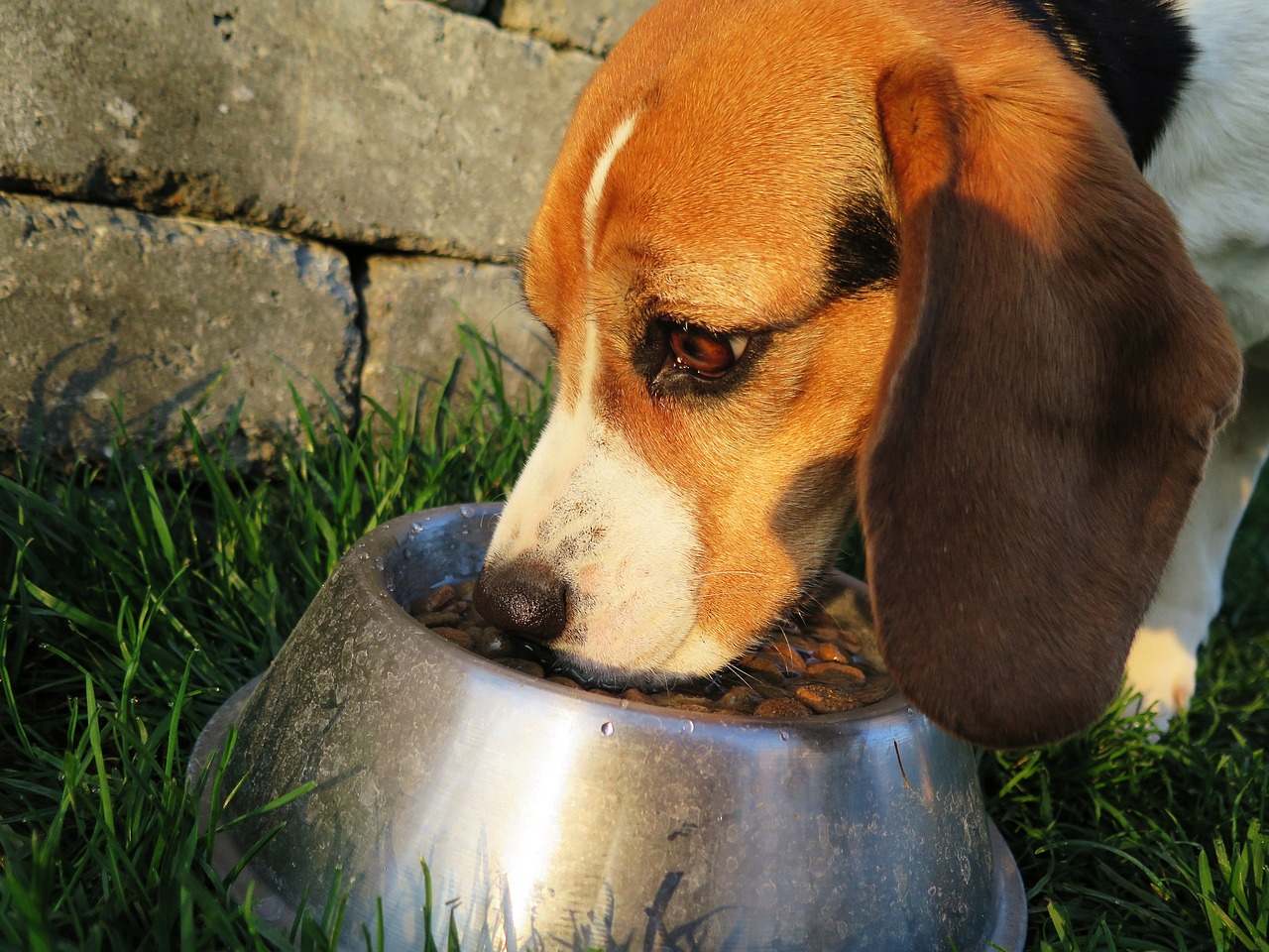 Ontdek Barca hondenvoer: Kwaliteitsvoeding voor je hond!