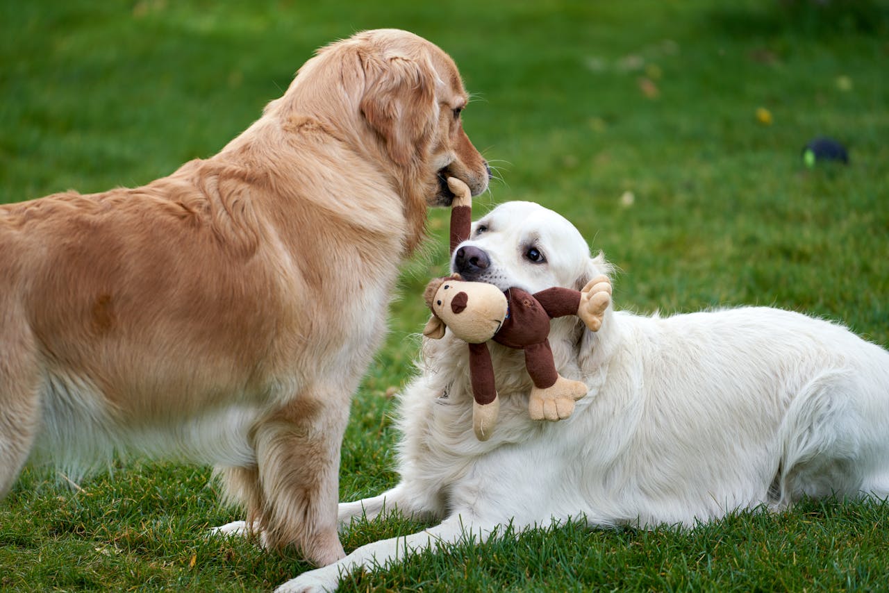 Twee honden die samen spelen met hondenspeelgoed