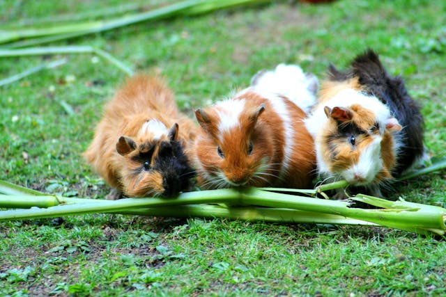 drie cavia's op een rij die samen van groente eten