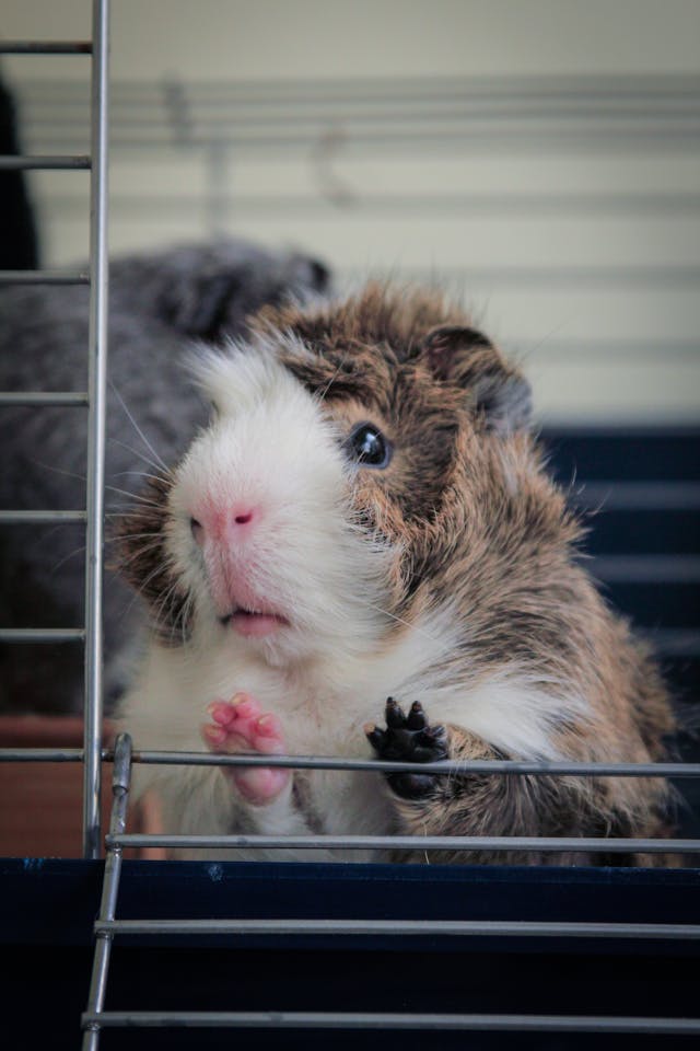 Cavia die uit zijn kooi kijkt