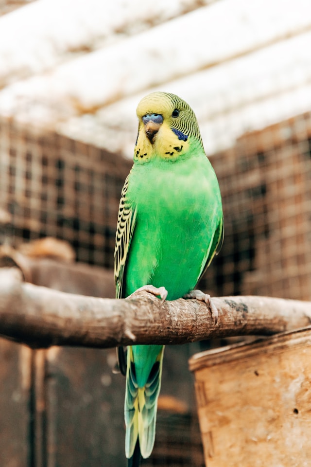 Grasparkiet in een vogelkooi op een dikke stok