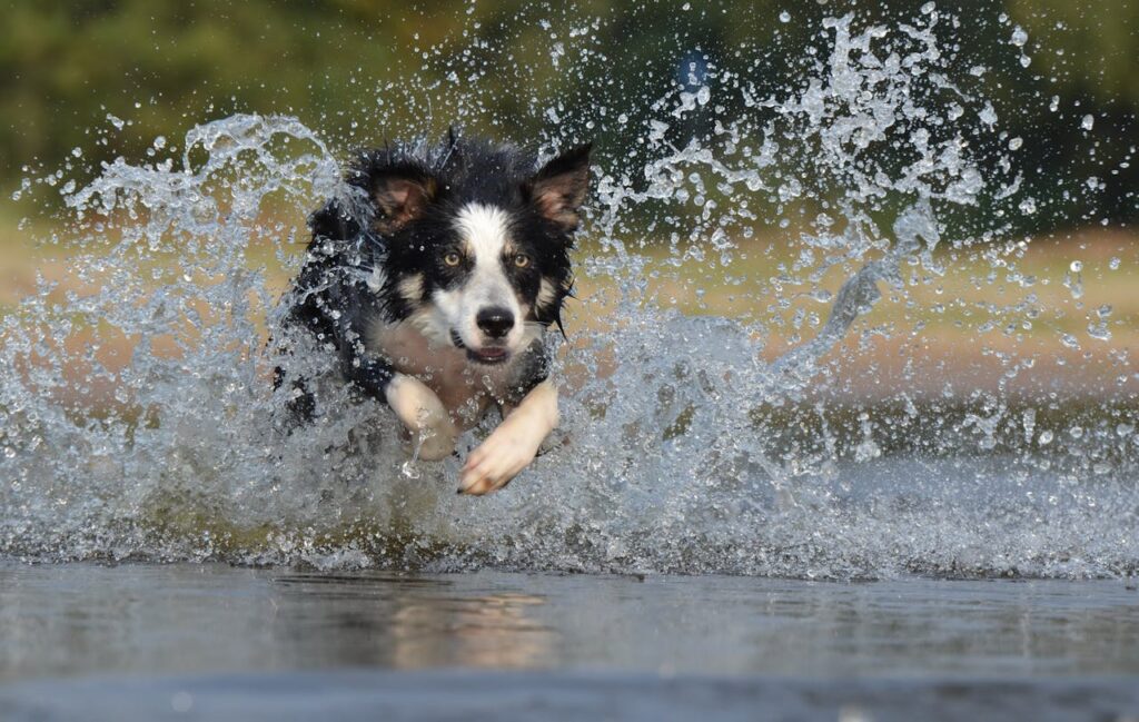 Hond die ter verkoeling door het water rent