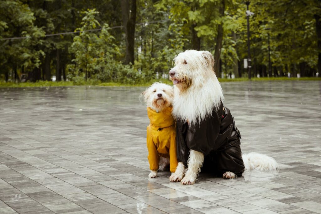 twee honden in hondenkleding tegen de regen