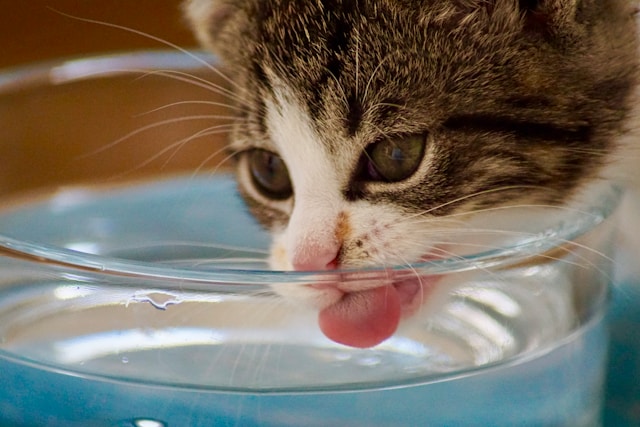 Kat die water drinkt uit een waterbak