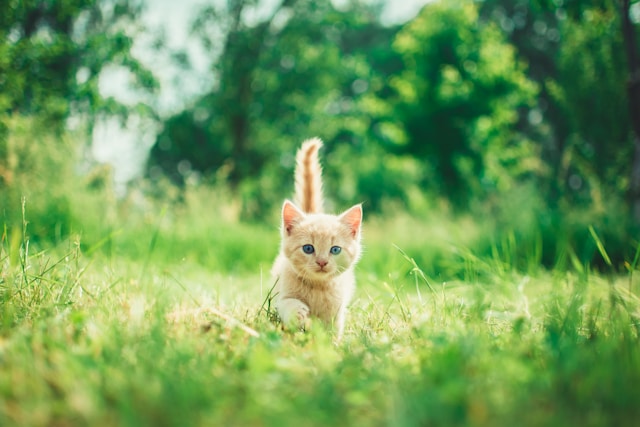 Kitten die buiten door het gras loopt