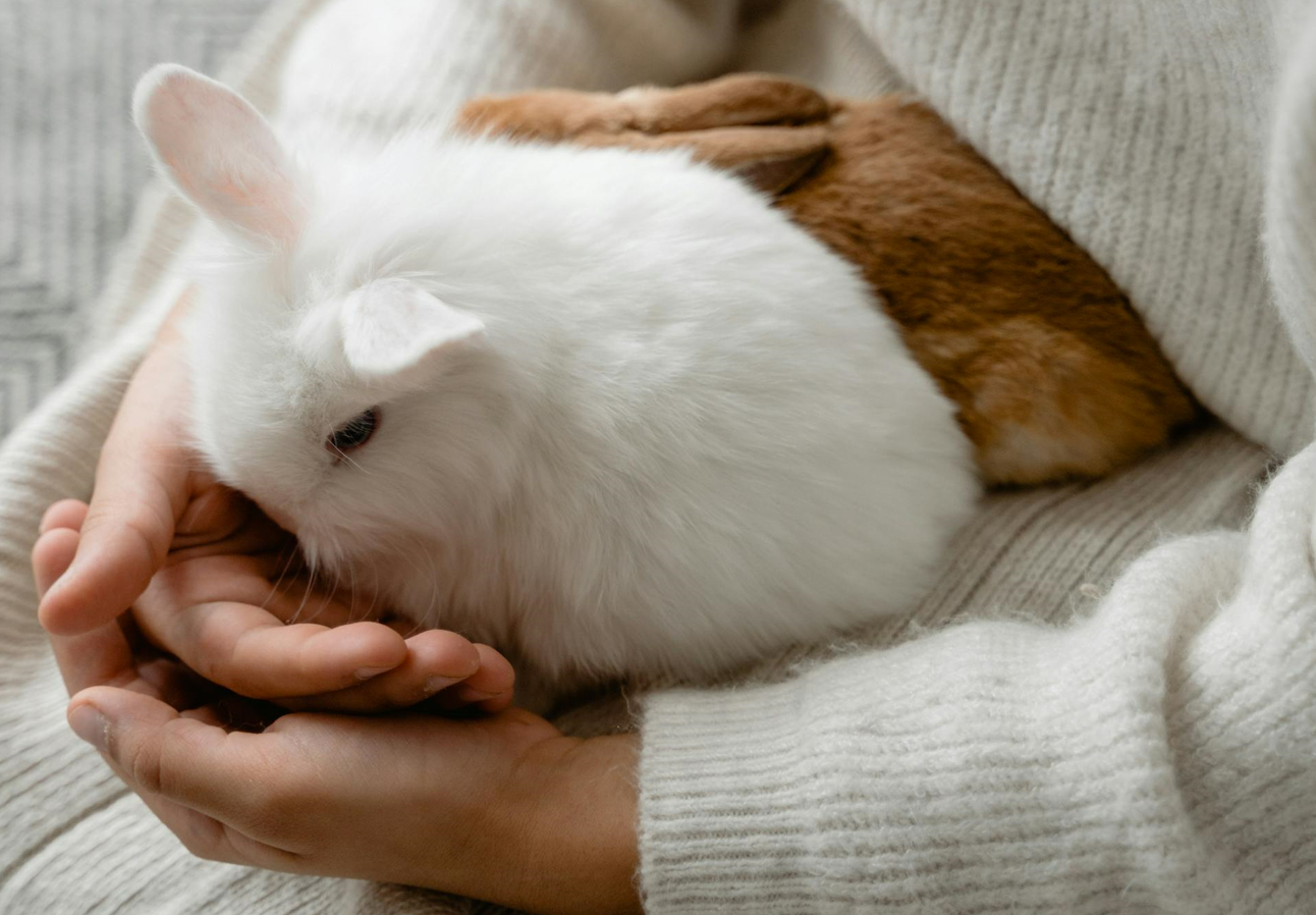 knaagdier als huisdier op schoot bij baasje