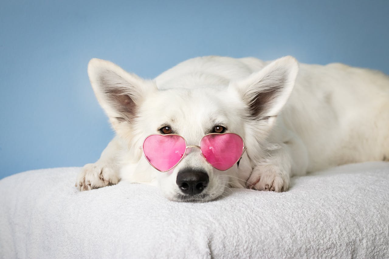 Afbeelding van een hond met een roze zonnebril