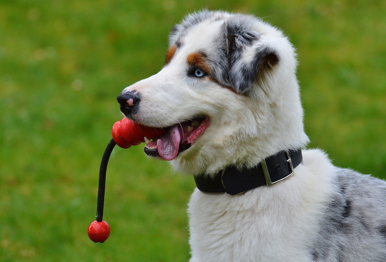 Onverwoestbaar hondenspeelgoed: voor gelukkige en veilige speelsessies
