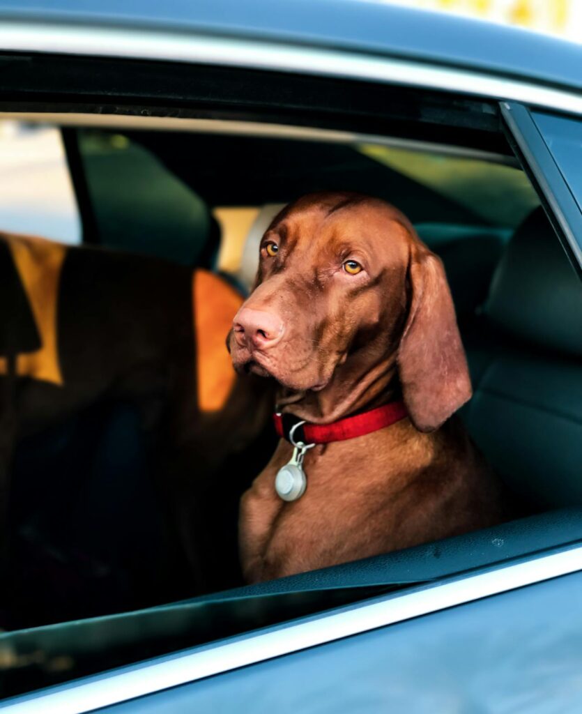 Een hond in de auto op reis