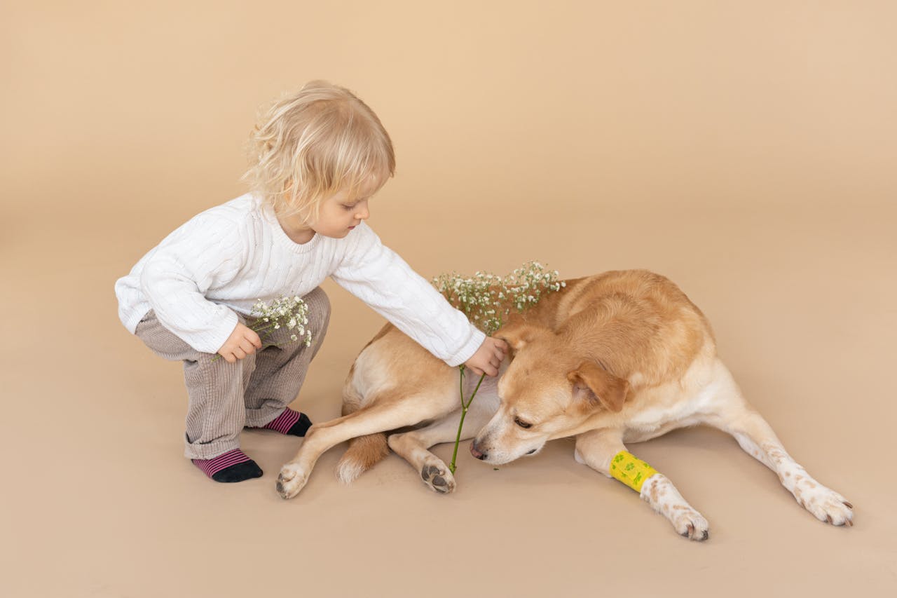 Het verzorgen van wonden bij honden – Een praktische gids met belangrijke tips