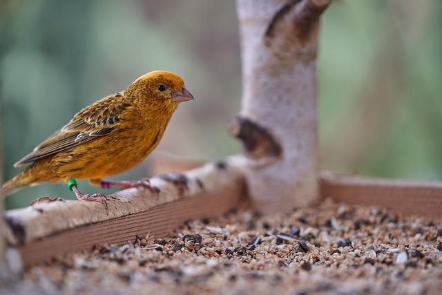 Kanarie die vogelzaad wil gaan eten