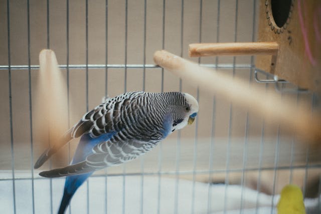 Vogelbenodigdheden: Een parkiet in een vogelkooi