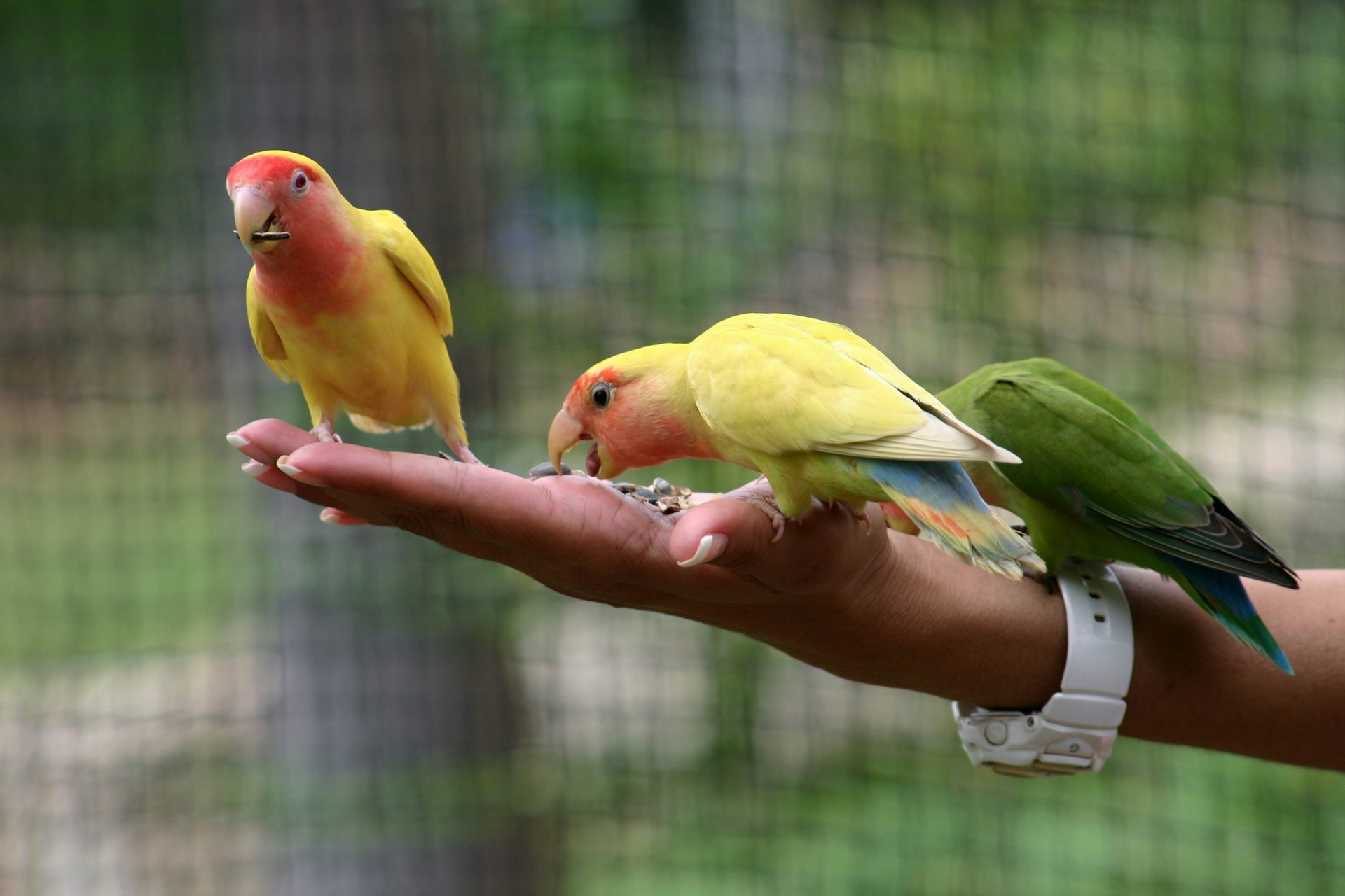 Vogels als huisdier die voer pikken van de hand van een mens